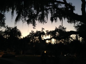 Spanish moss tree