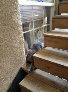 cat trying to get into a window