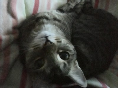 short-hair domestic tabby looking up