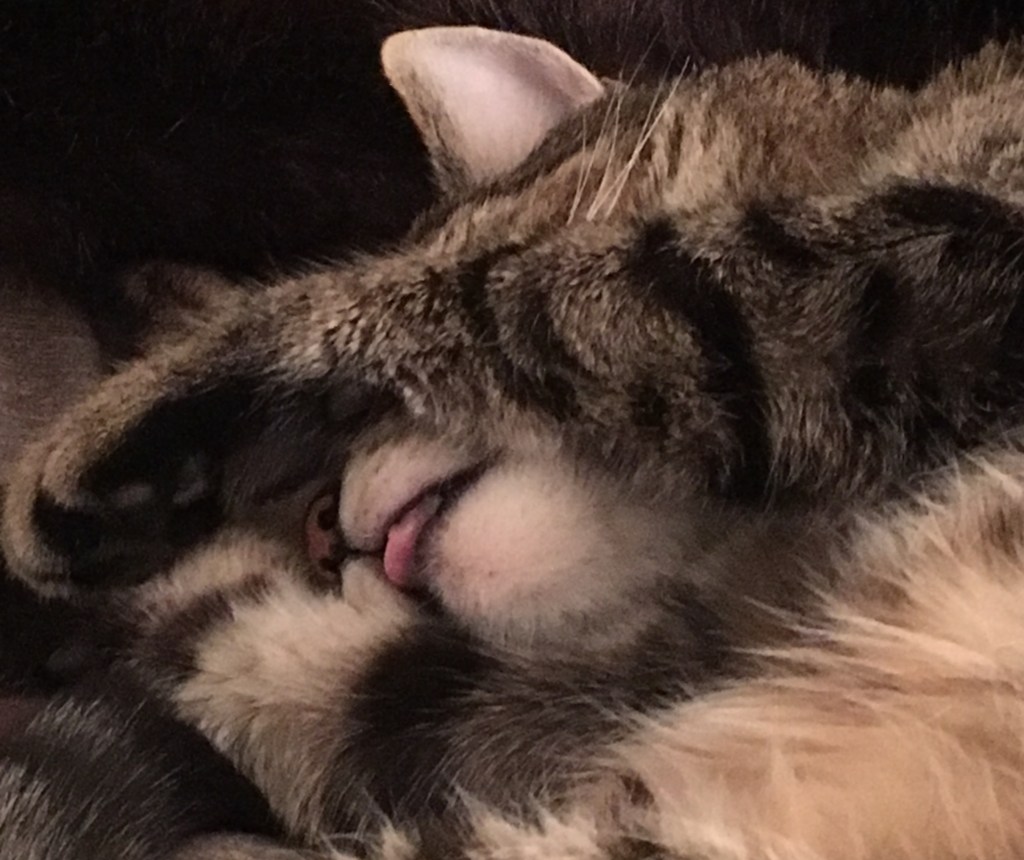 cat sticking tongue out
