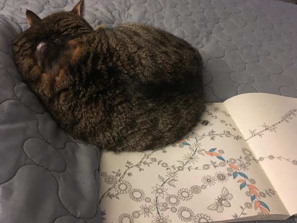 cat and coloring book