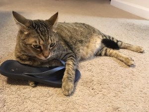 cat holds on to sandal