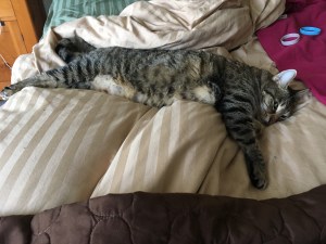 cat sprawled on bed sheets