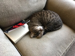 cat curled up with book