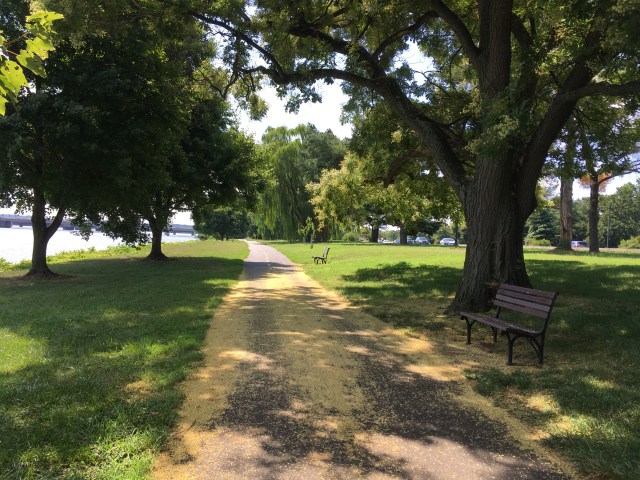 trees and bench on a river trail