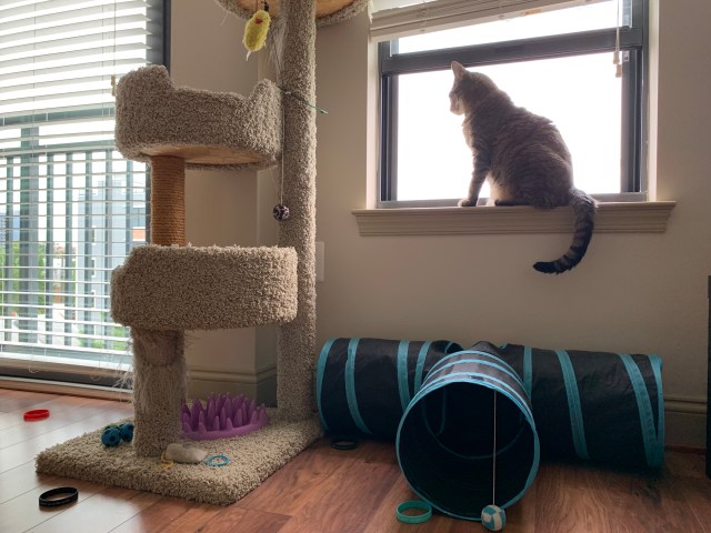 A cat on a windowsill
