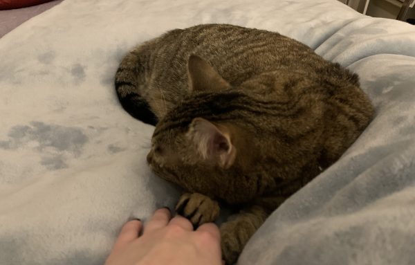 A cat pawing a human hand